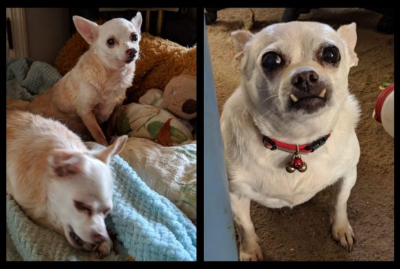 SUCCESS STORY:: CHARLIE, DAISY, and MAIZEY!!