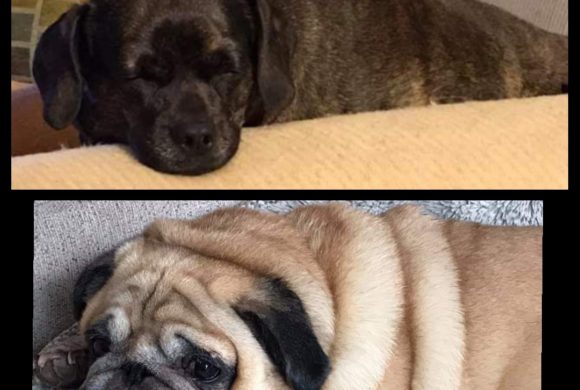 SUCCESS STORY:: MAUDE and MILLIE (fka Puggy Sue)!!